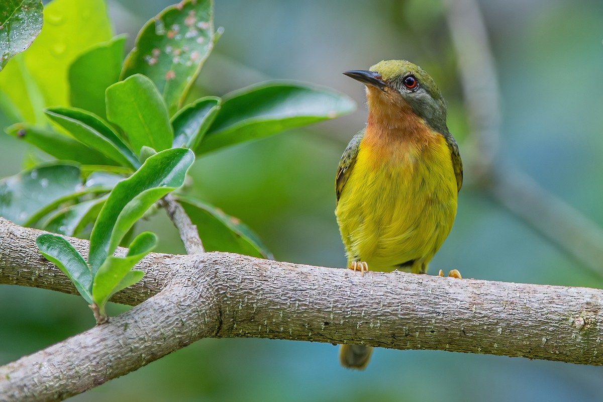 Ruby-cheeked Sunbird - ML337698991