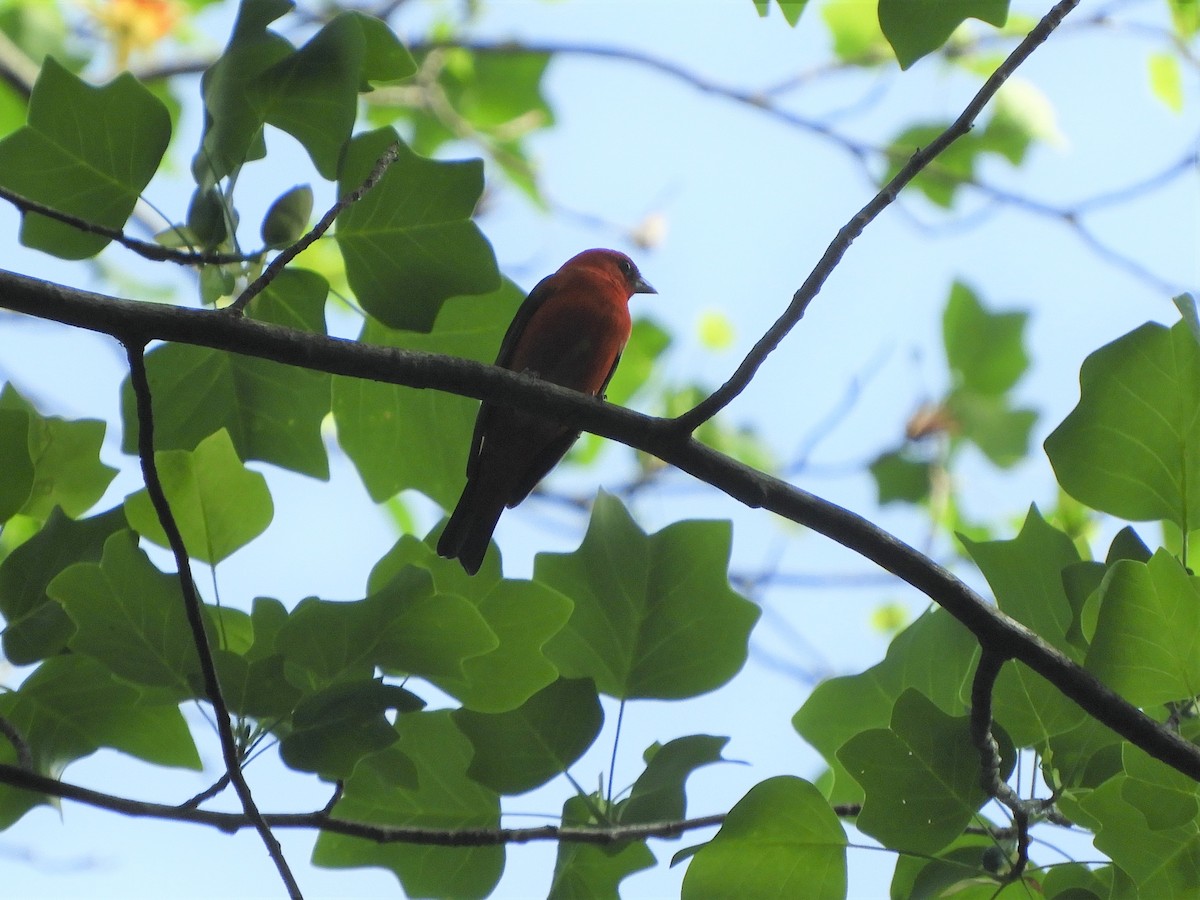 Scarlet Tanager - ML337699421