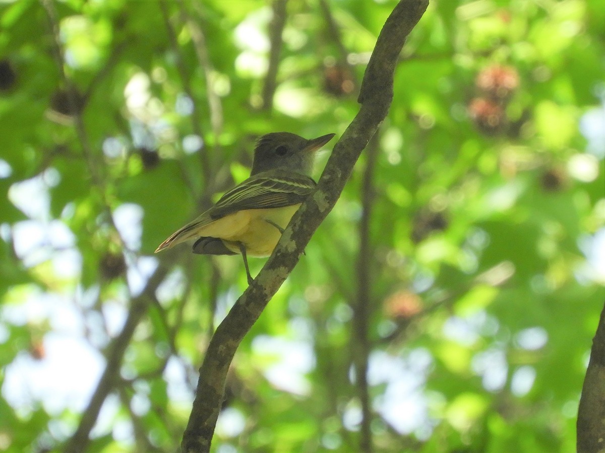 Great Crested Flycatcher - ML337699681