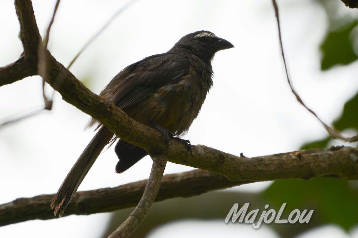 Cinnamon-bellied Saltator - ML33769971