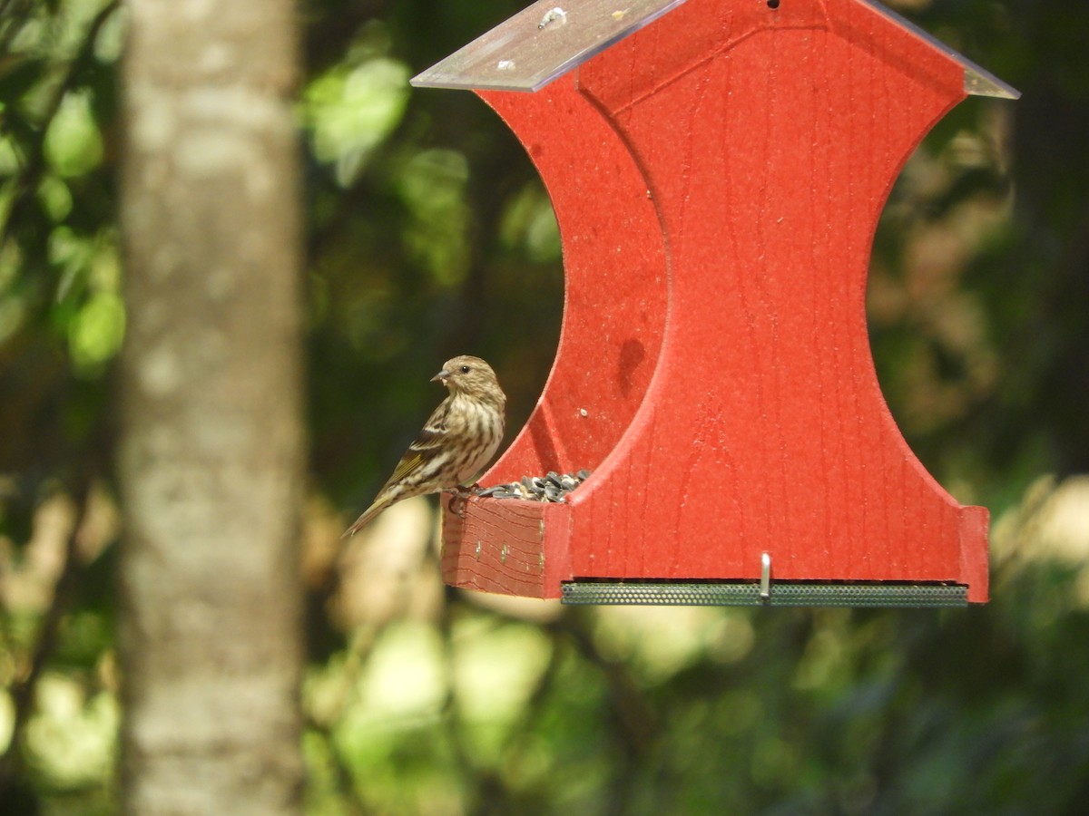 Pine Siskin - ML337699931
