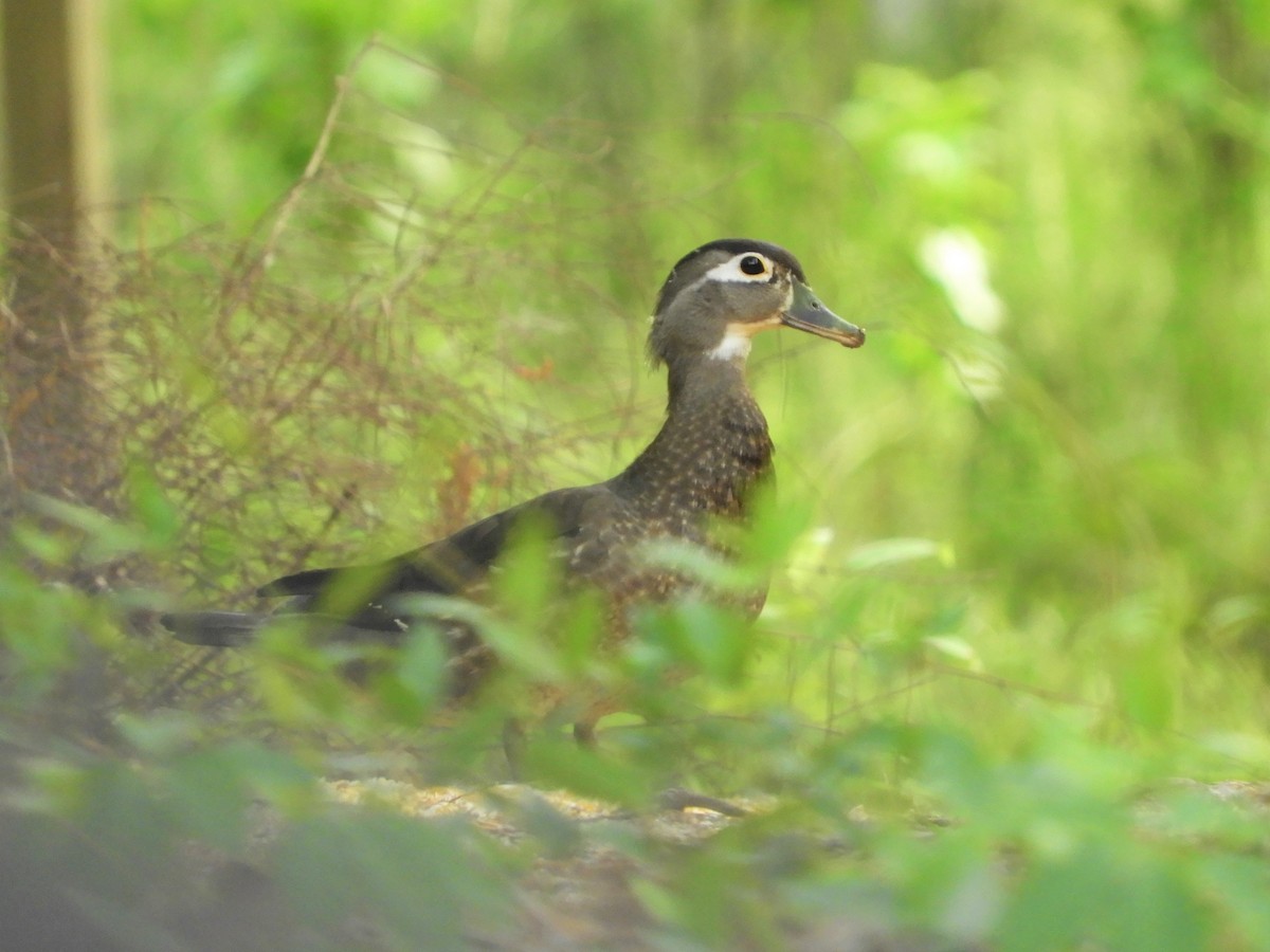 Wood Duck - ML337700101