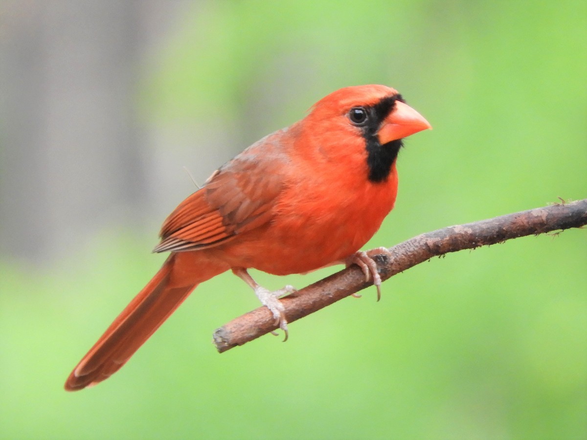 Northern Cardinal - ML337700321