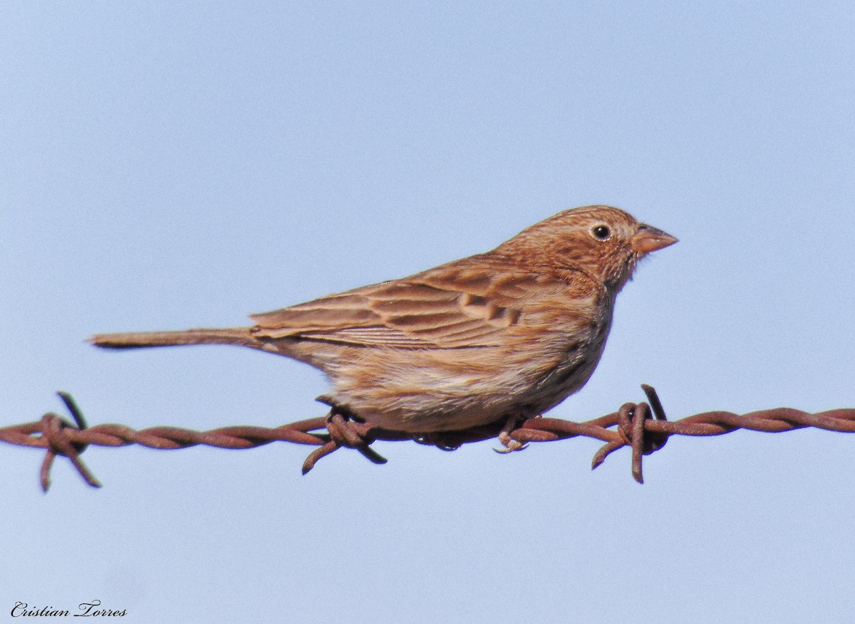 Carbonated Sierra Finch - Cristian Torres