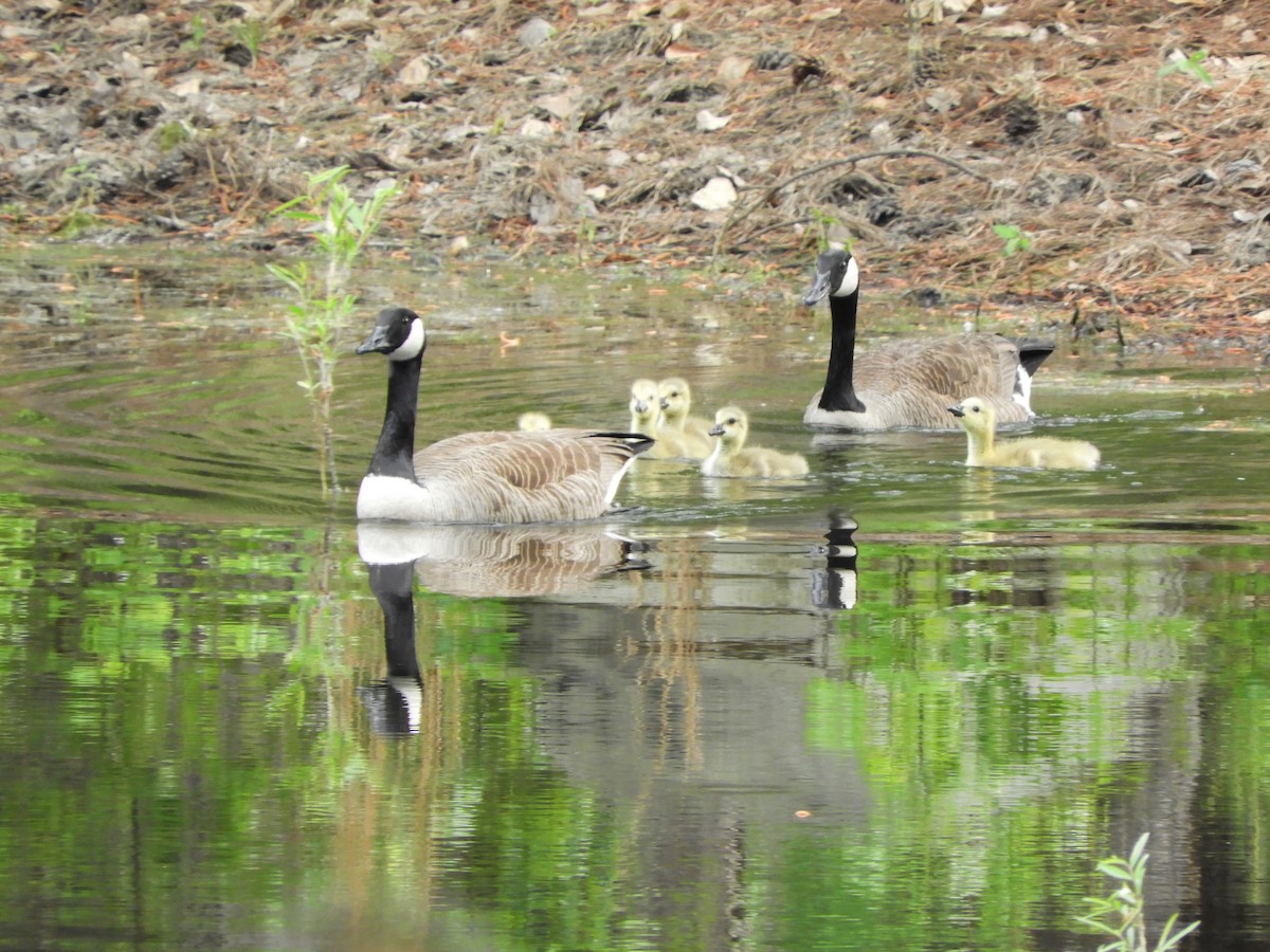 Canada Goose - ML337700621