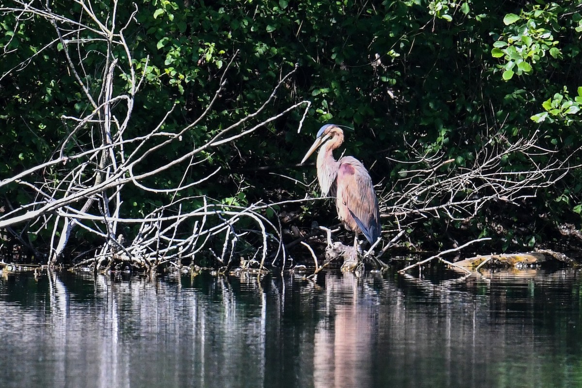 Purple Heron - ML337700851