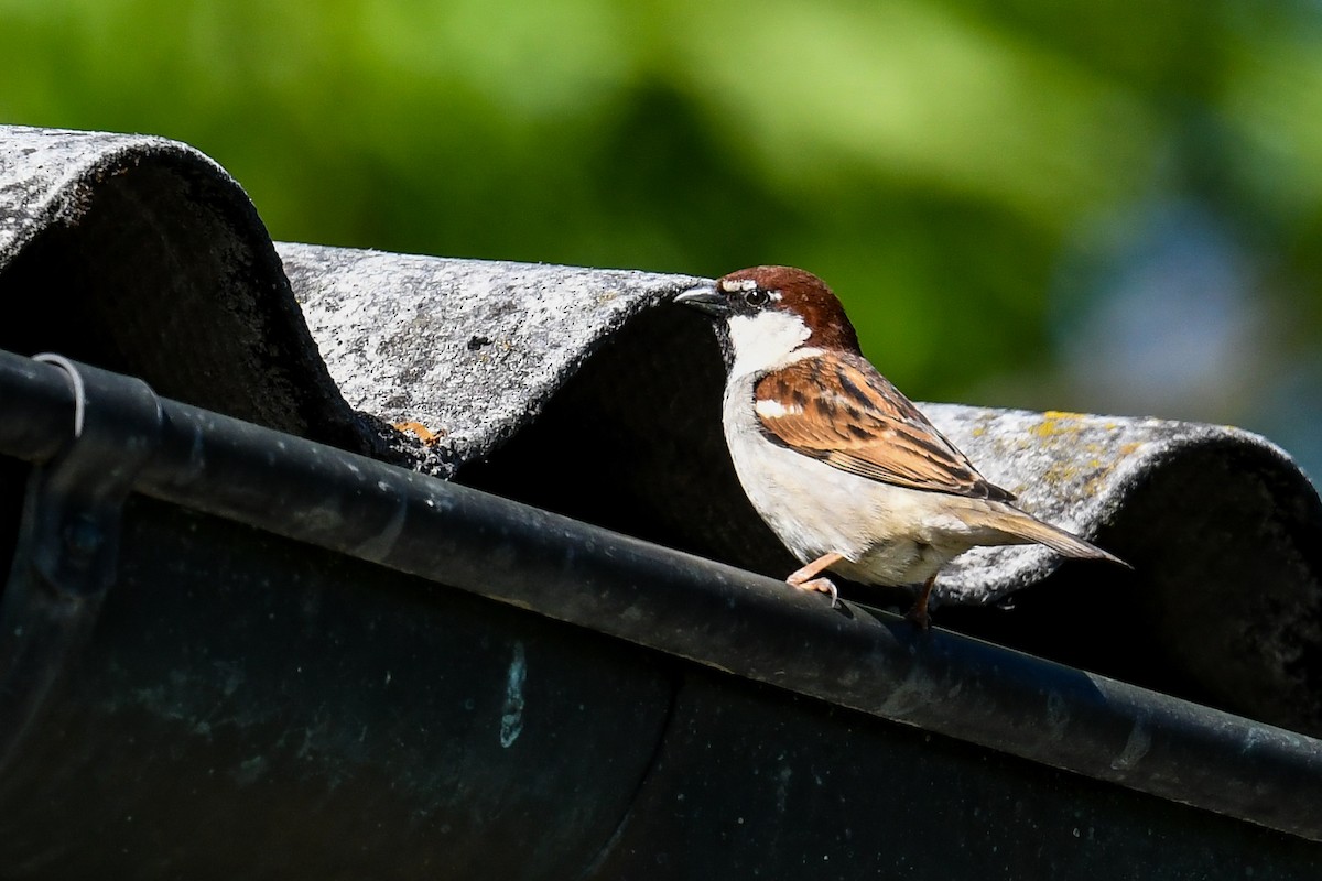 Italian Sparrow - Maryse Neukomm