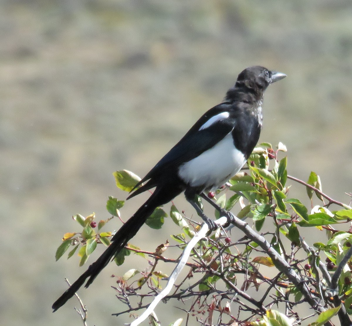 Black-billed Magpie - ML33770141