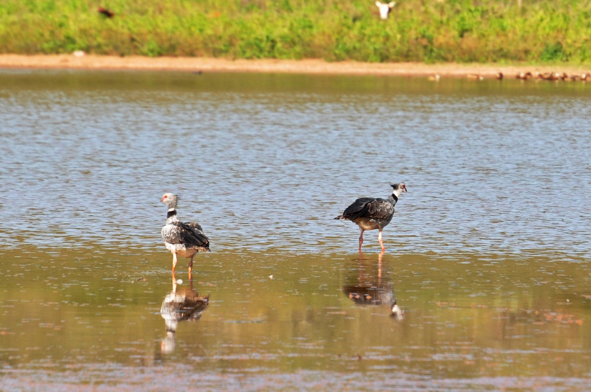 Southern Screamer - ML337701511