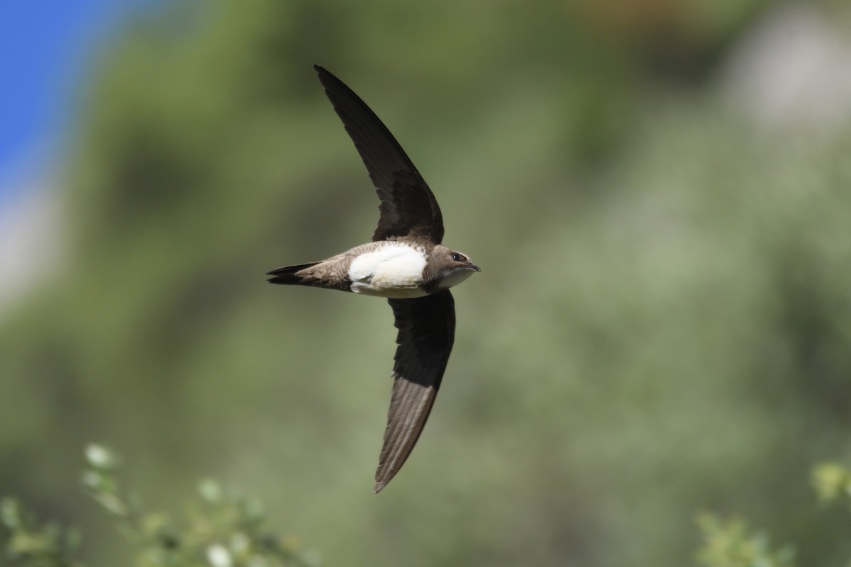 Alpine Swift - Santiago Caballero Carrera