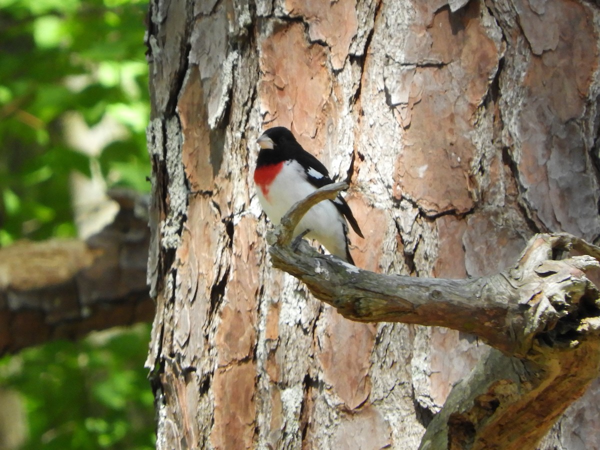 Rose-breasted Grosbeak - ML337701791