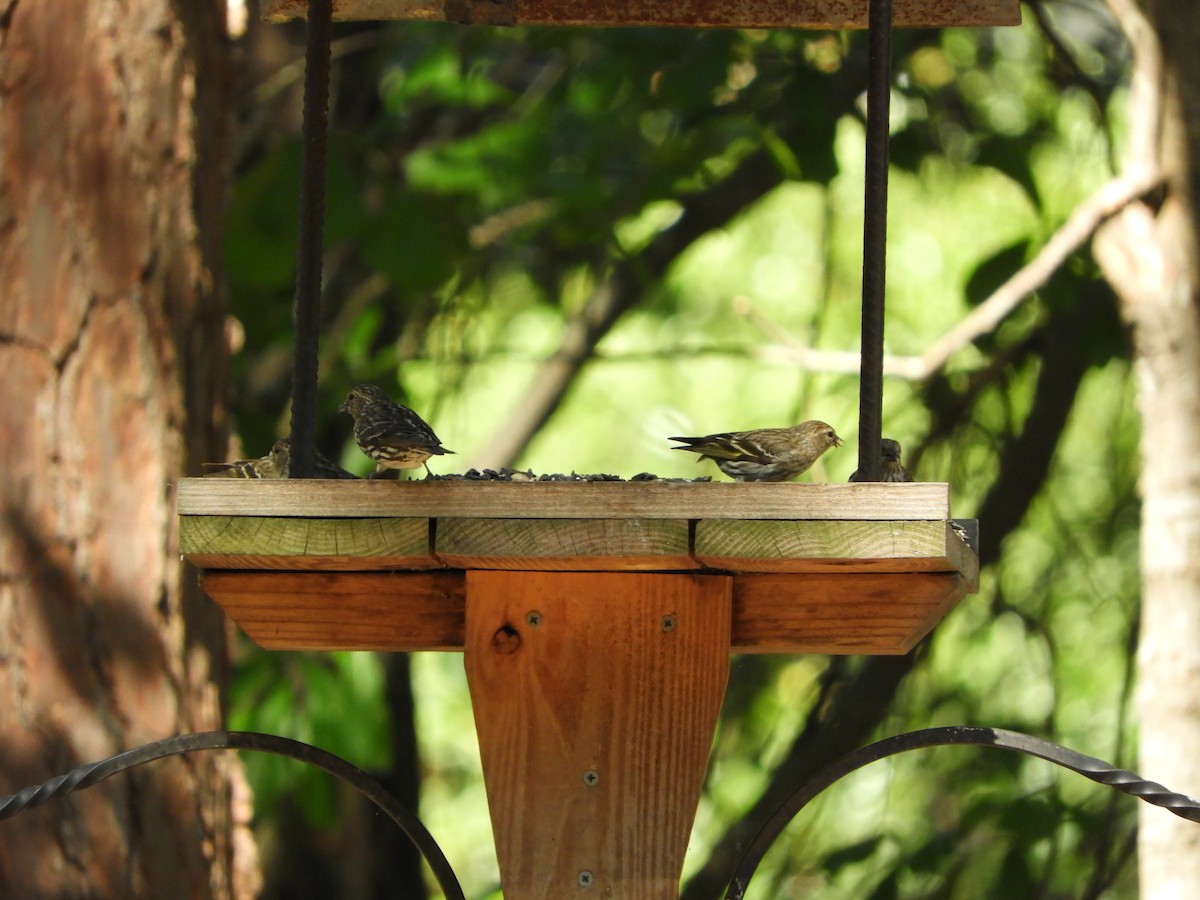 Pine Siskin - ML337701831