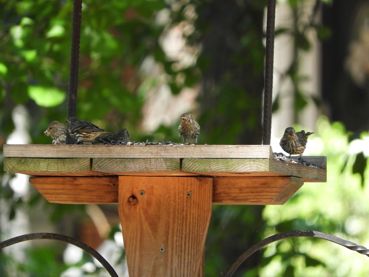 Pine Siskin - ML337701861