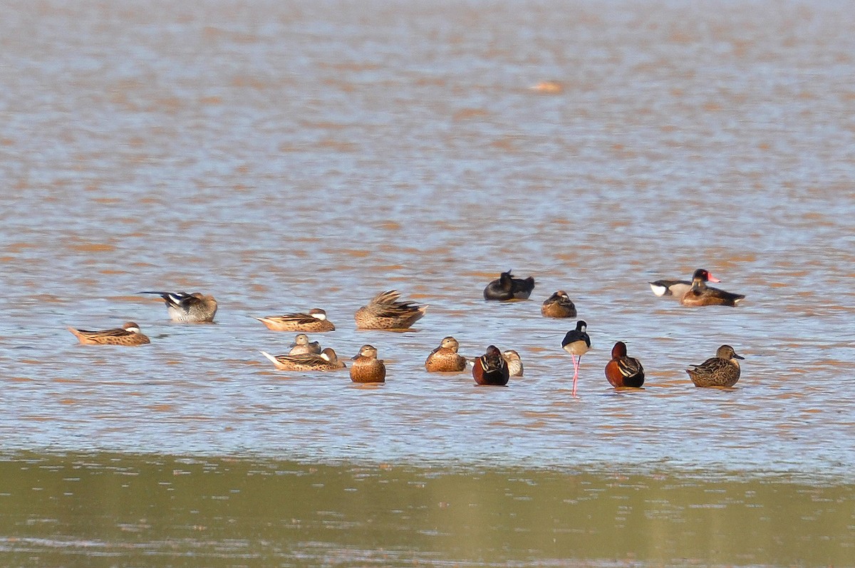 Cinnamon Teal - Sebastian Herzog