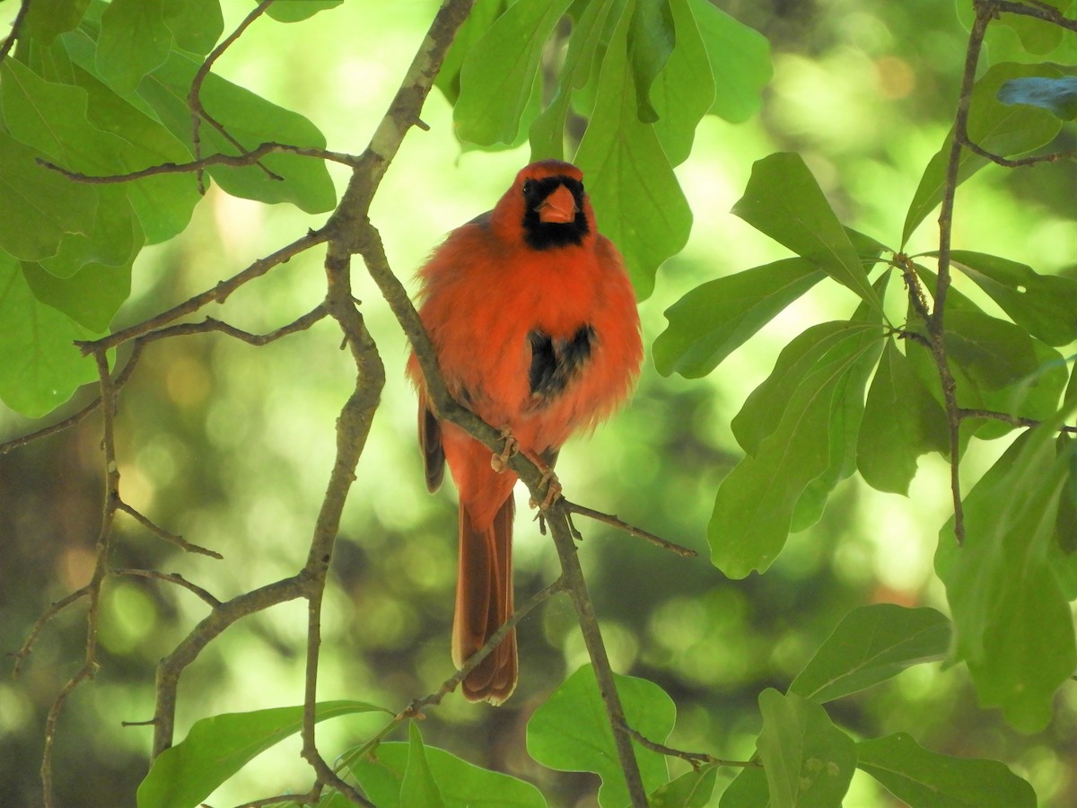 Northern Cardinal - ML337702011