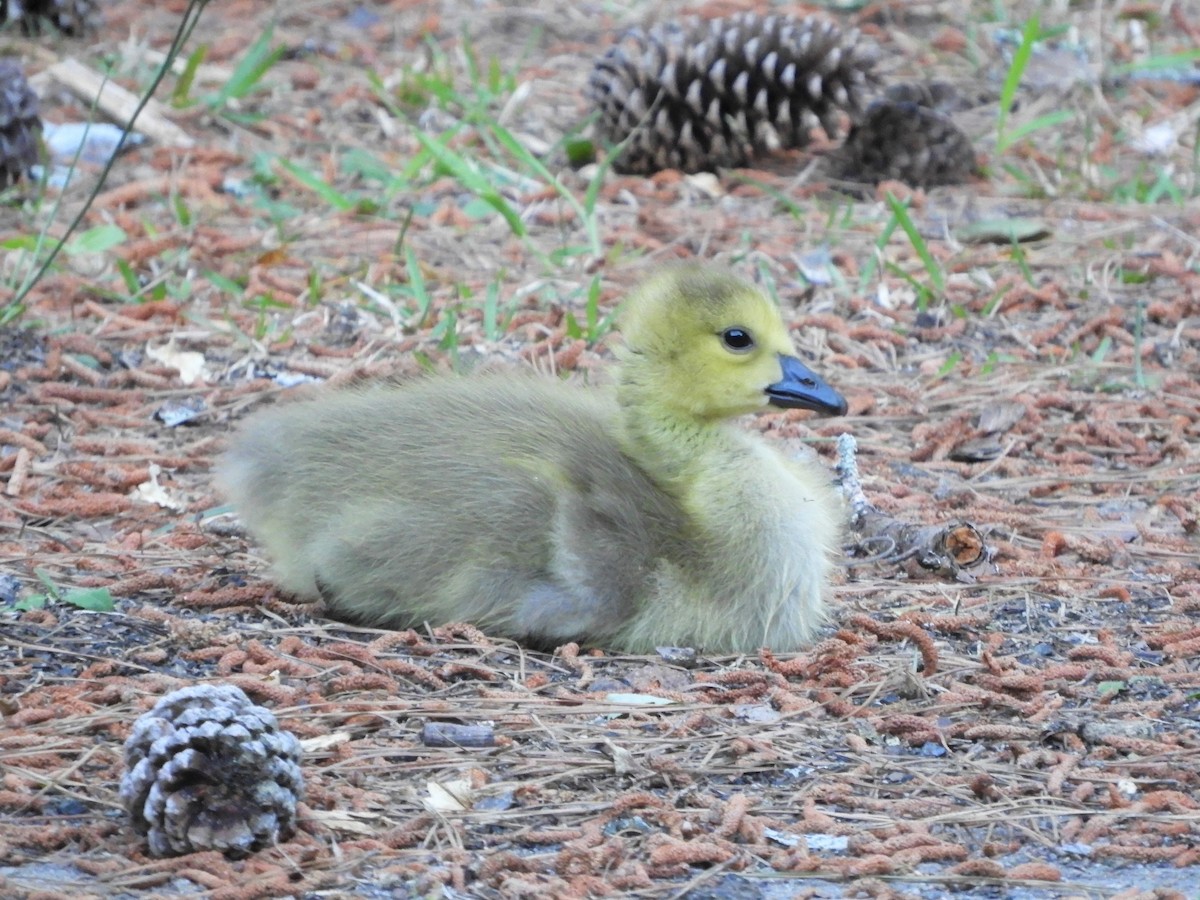 Canada Goose - ML337702281