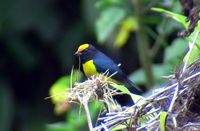 Orange-bellied Euphonia - Josep del Hoyo