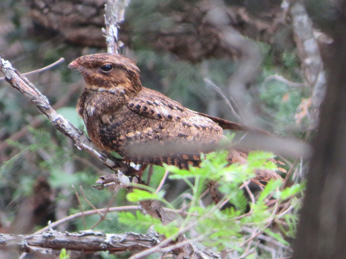 Chuck-will's-widow - ML337702571