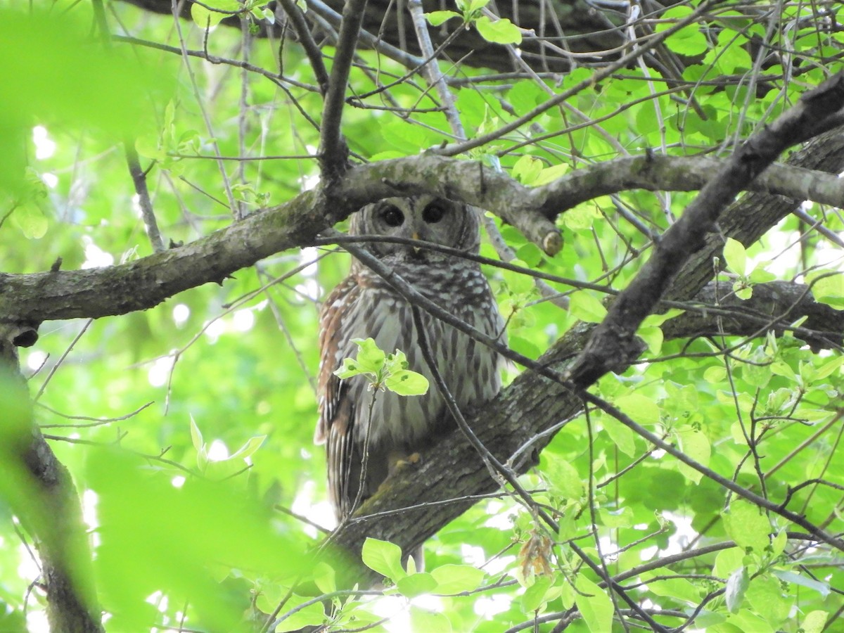 Barred Owl - ML337702821