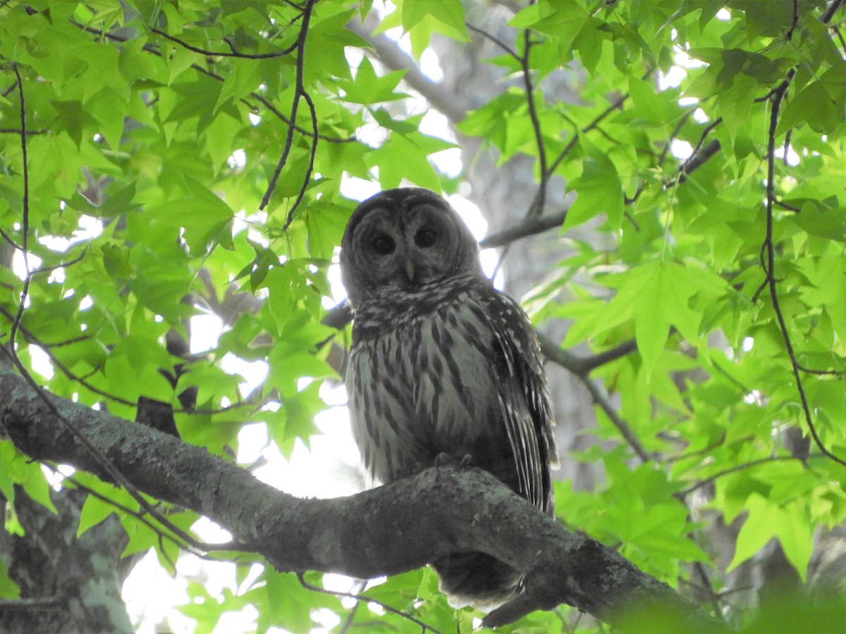 Barred Owl - ML337702871