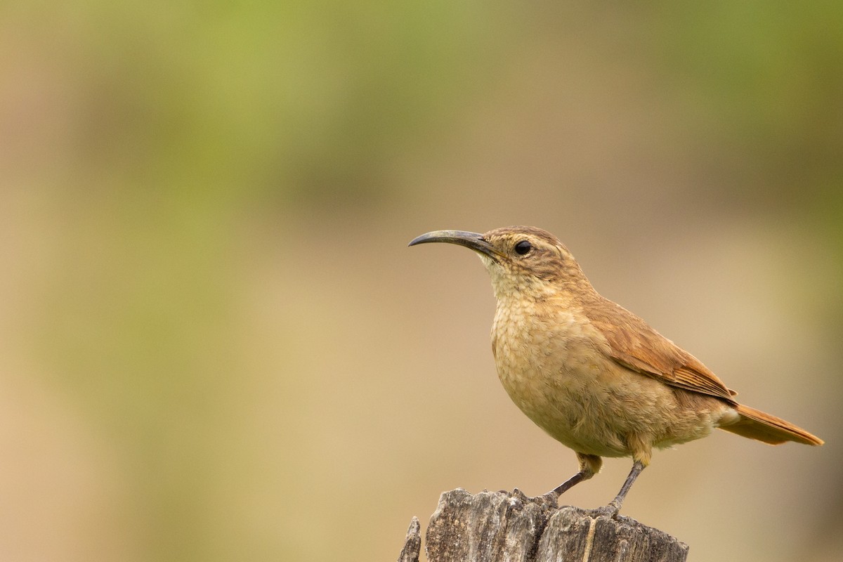 White-throated Earthcreeper - ML337703221