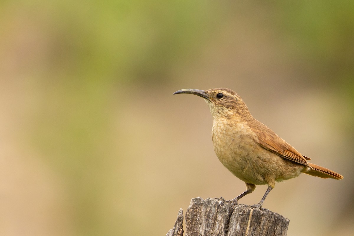 White-throated Earthcreeper - ML337703231