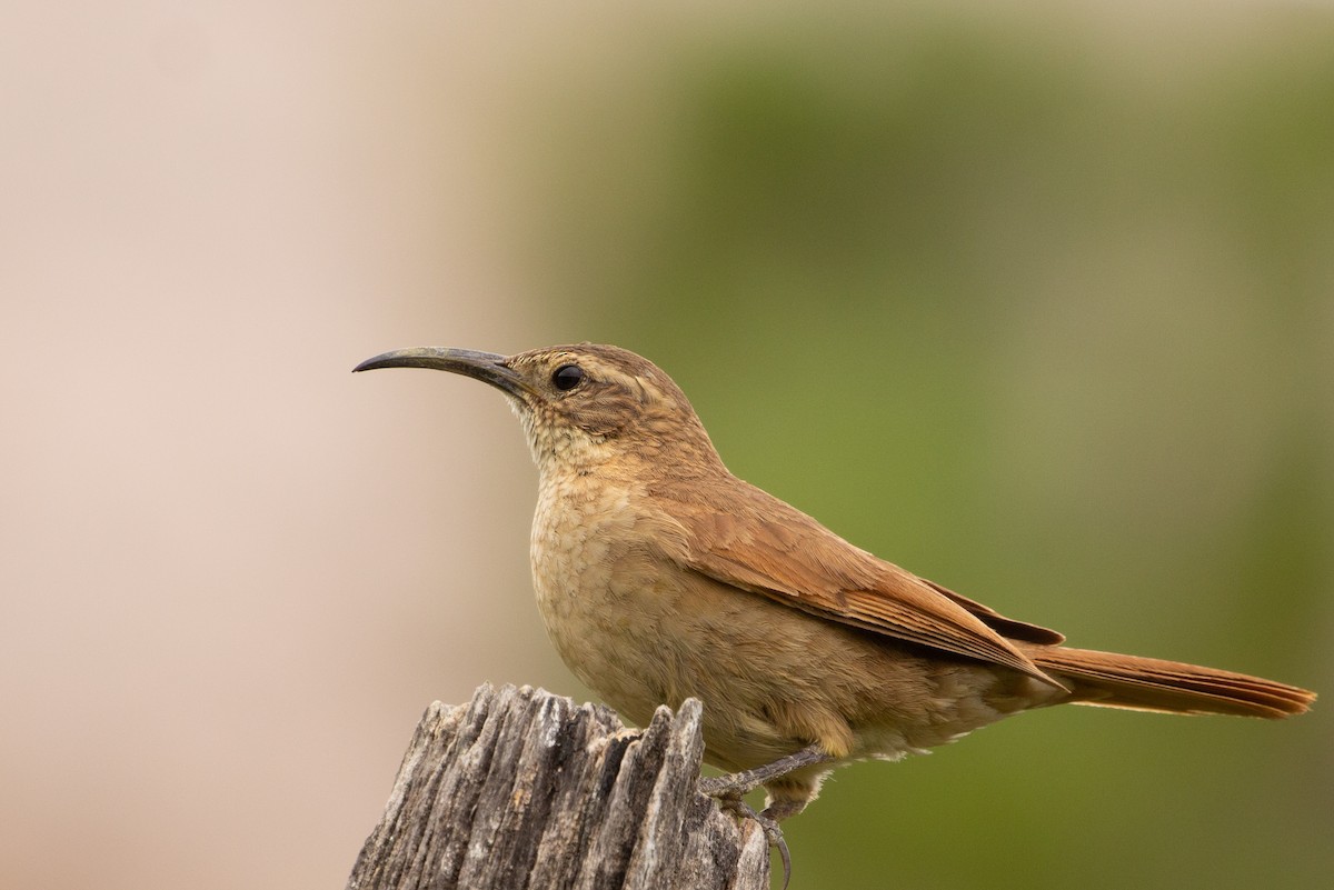 White-throated Earthcreeper - ML337703311