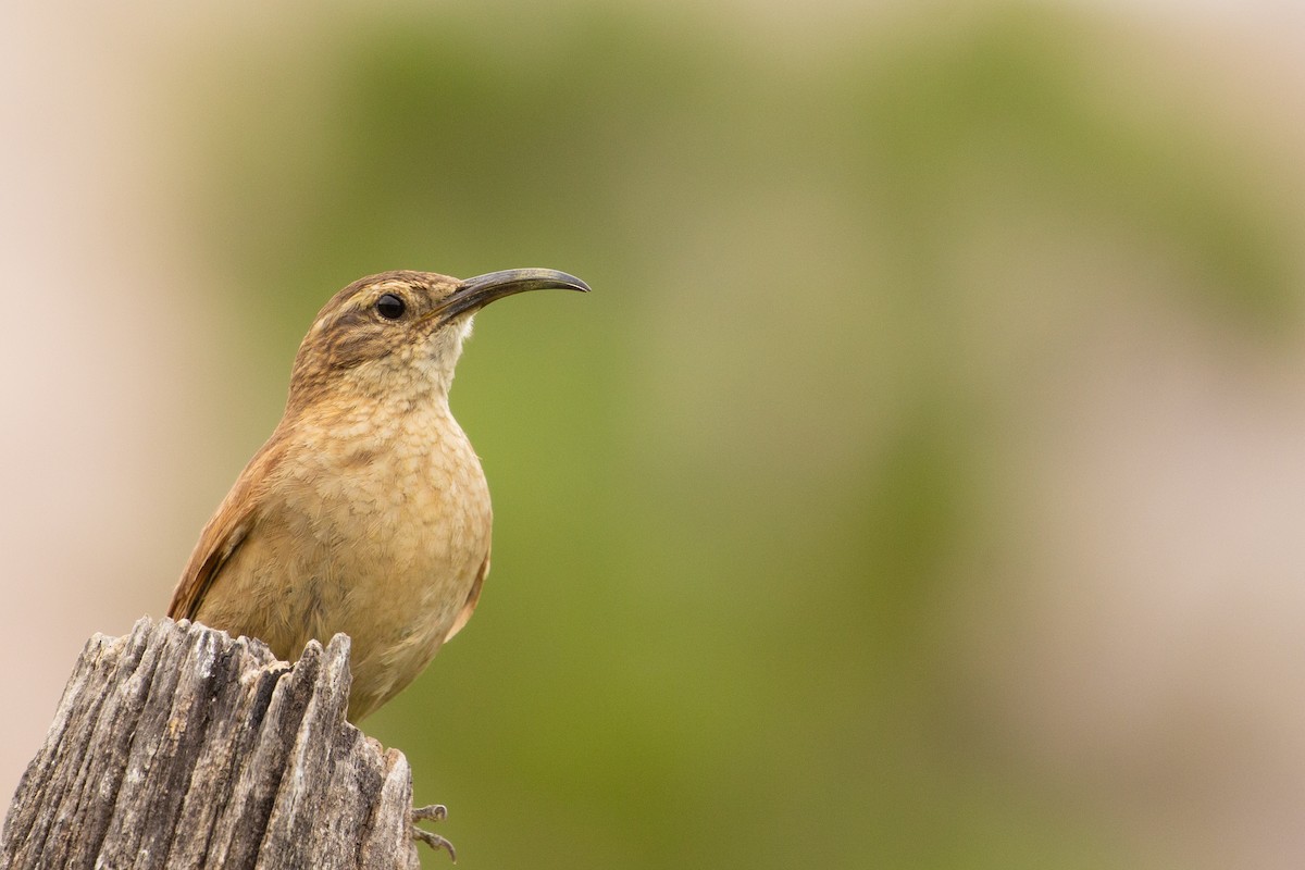 White-throated Earthcreeper - ML337703321