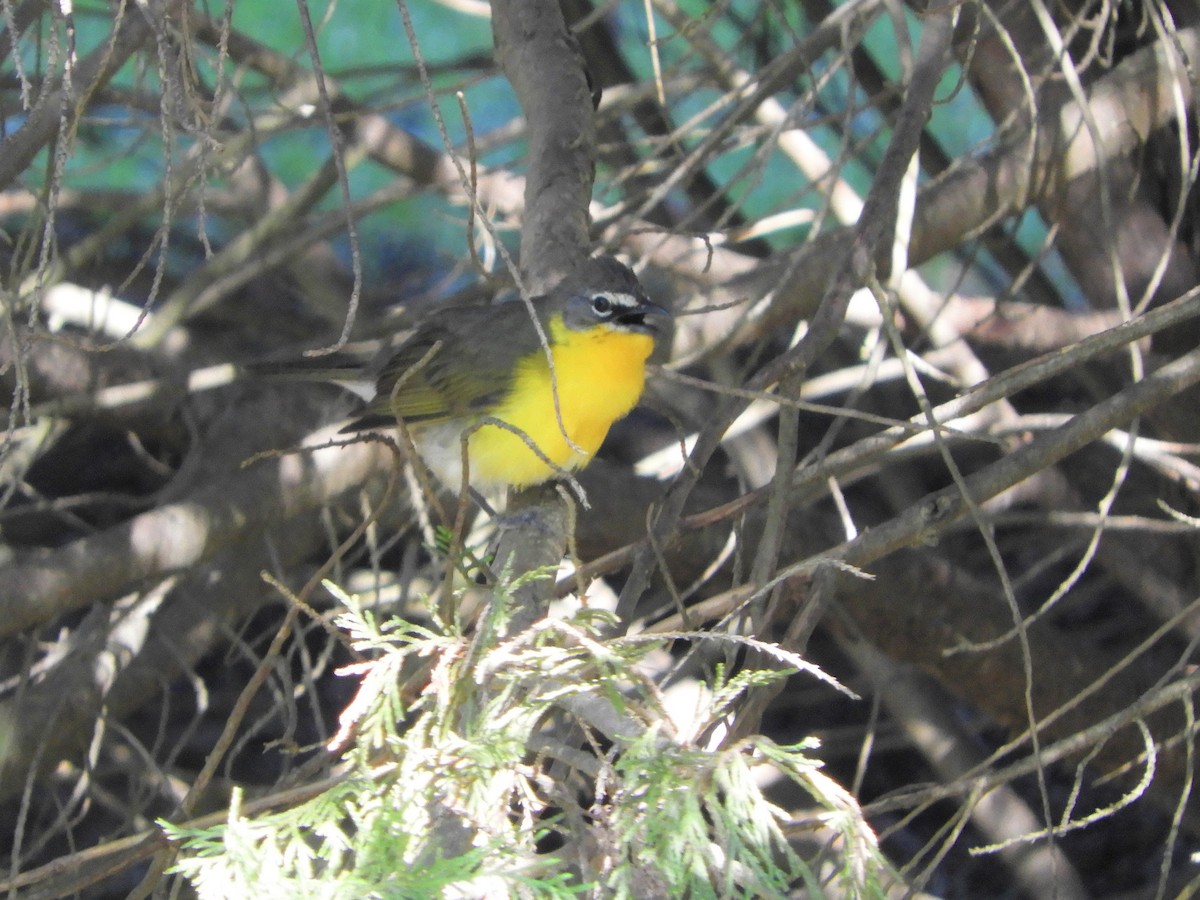 Yellow-breasted Chat - ML337703361