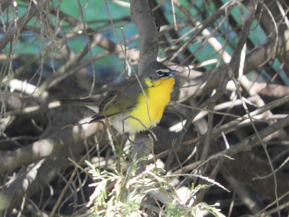 Yellow-breasted Chat - ML337703431