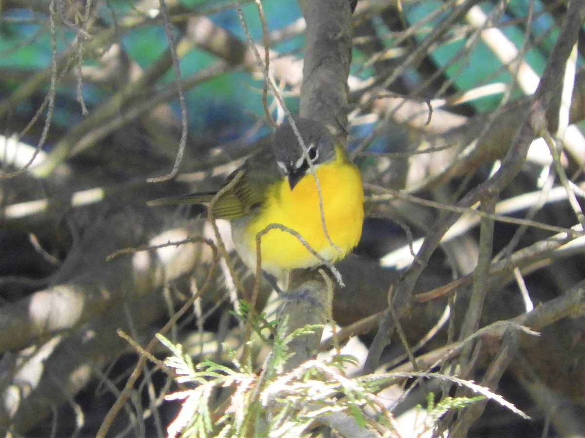 Yellow-breasted Chat - ML337703501