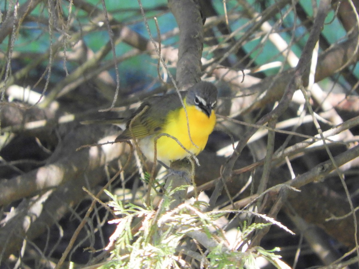 Yellow-breasted Chat - ML337703571