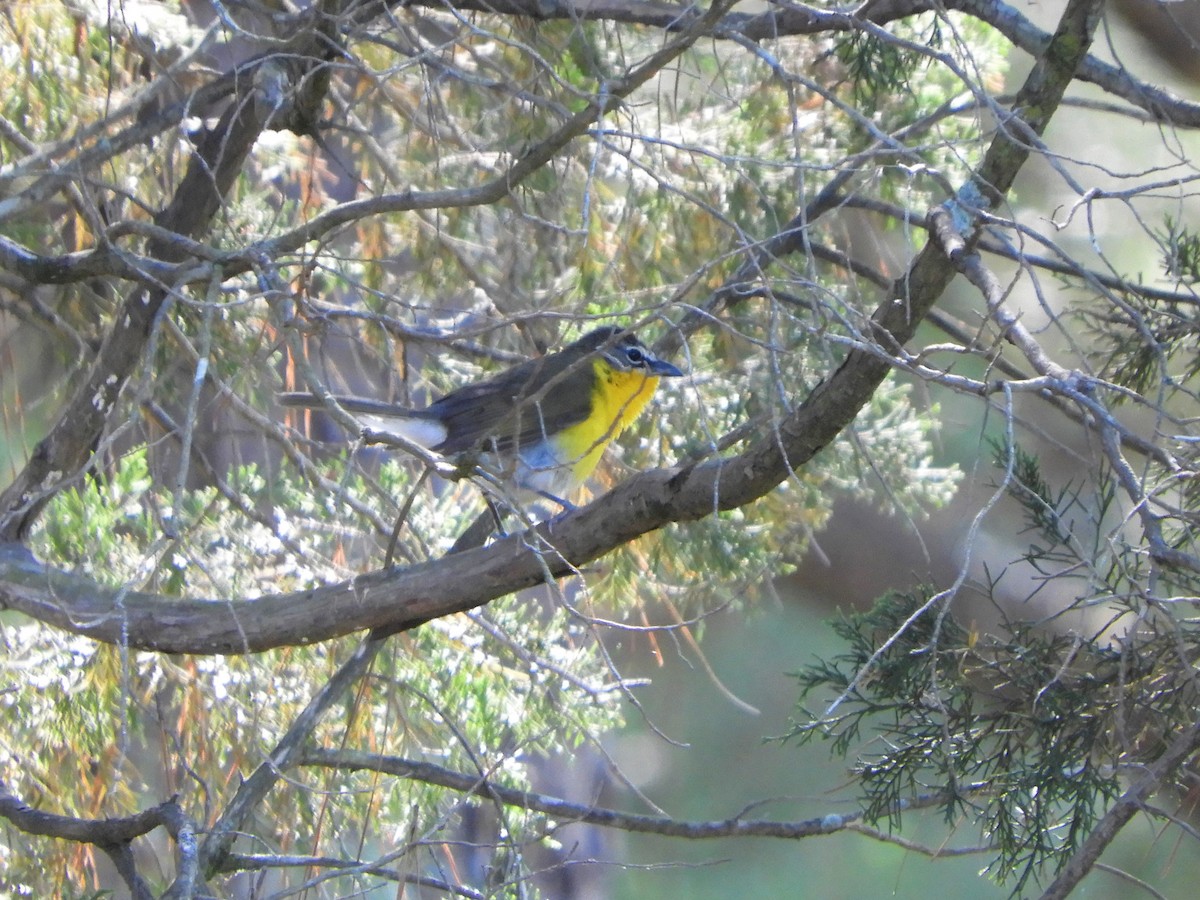 Yellow-breasted Chat - ML337703721