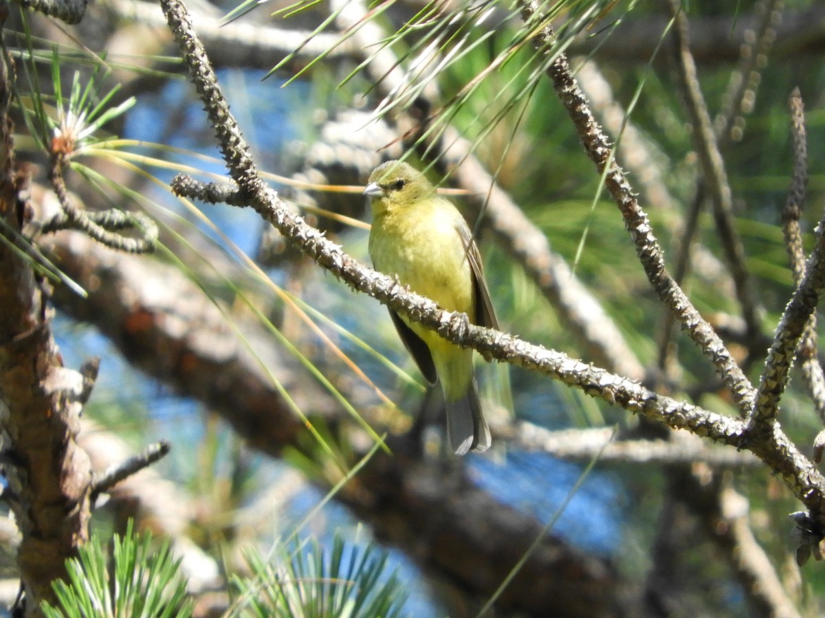 Painted Bunting - ML337704101