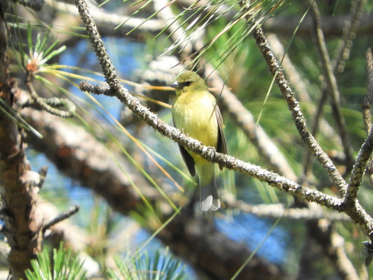 Painted Bunting - ML337704271