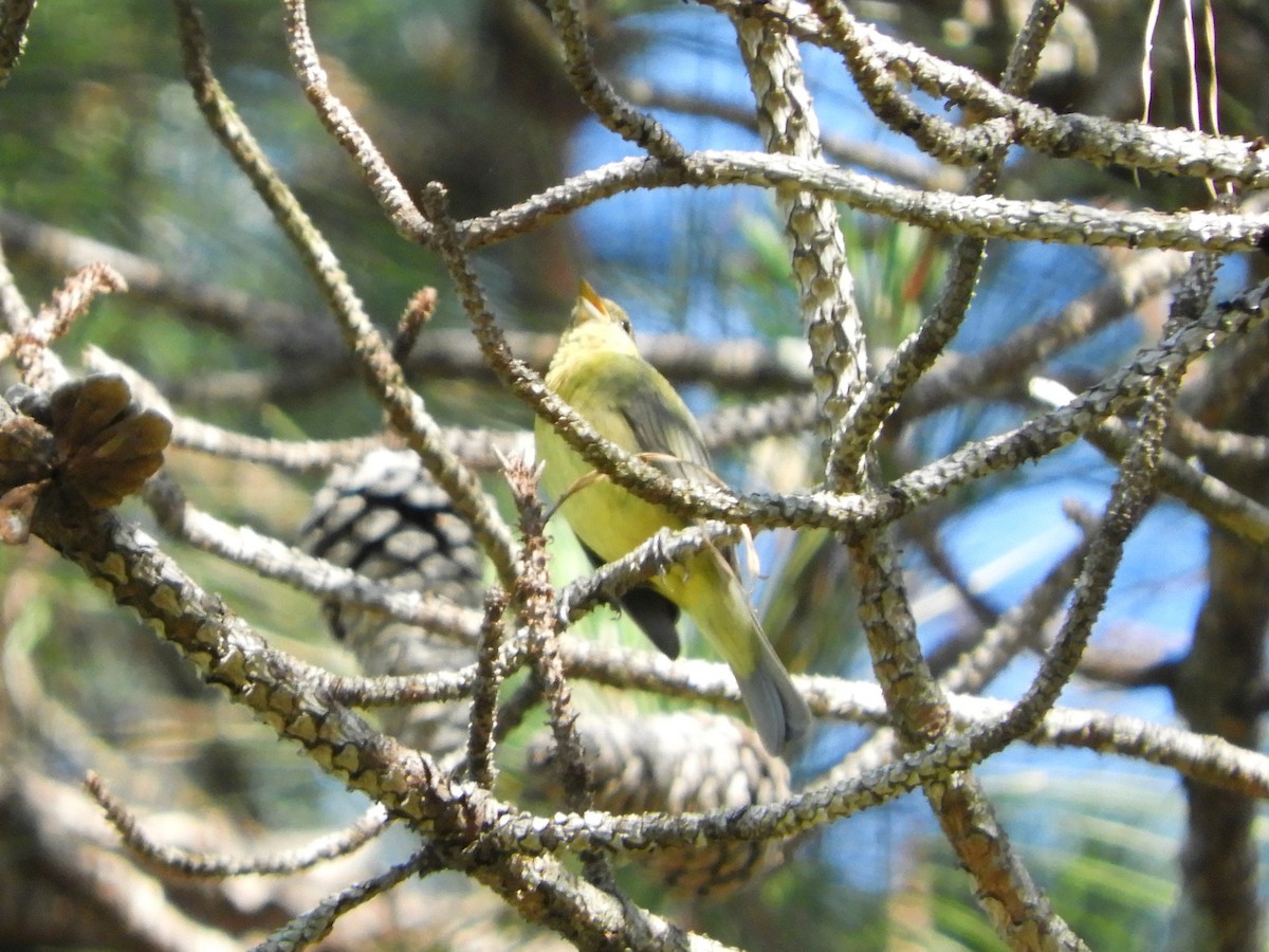 Painted Bunting - ML337704321