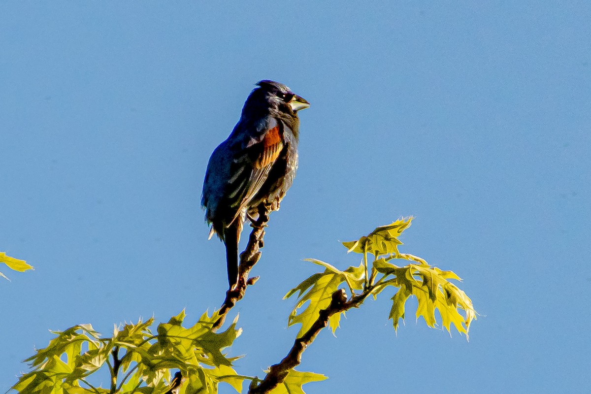 Blue Grosbeak - ML337705061