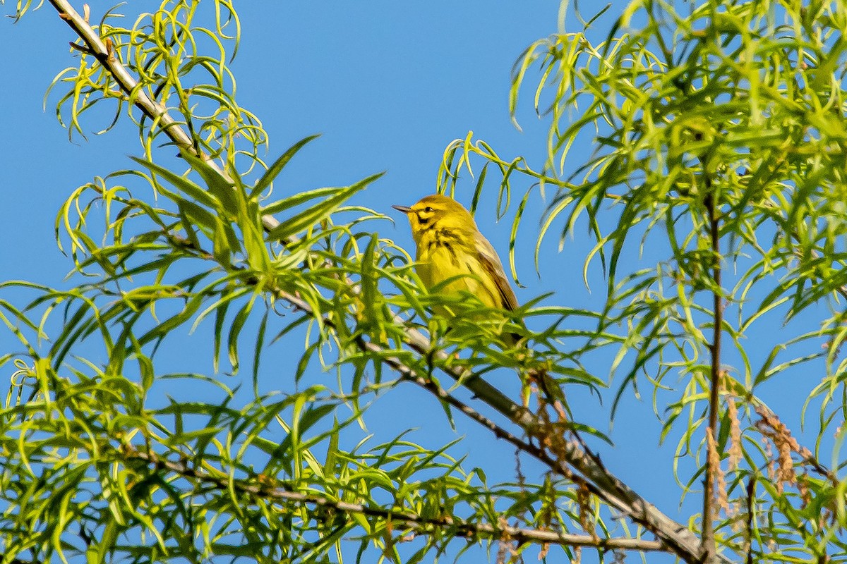 Prairie Warbler - ML337705121