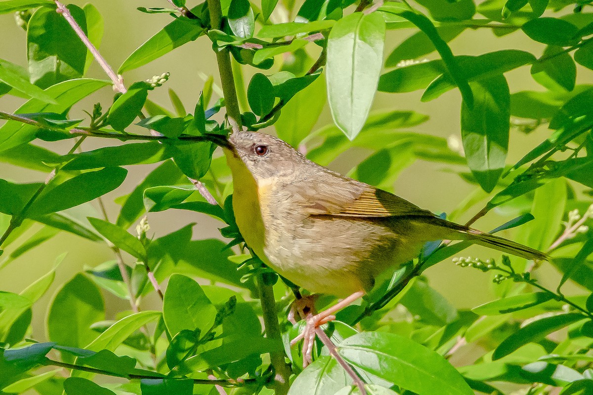 Common Yellowthroat - Dave Saunders