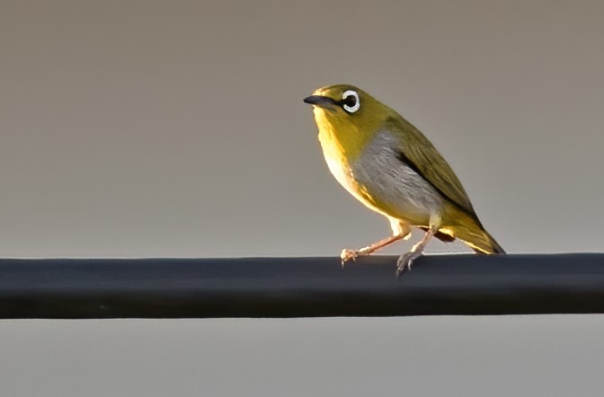 Swinhoe's White-eye - ML337705381