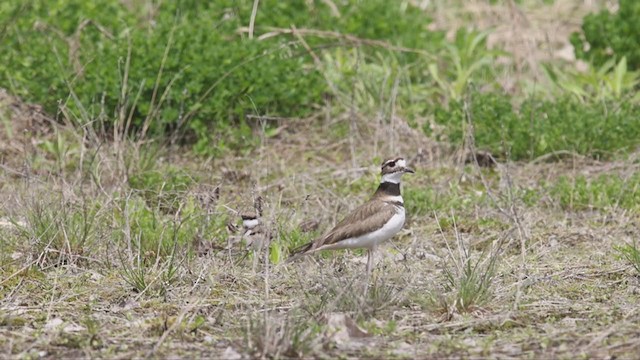 Killdeer - ML337706611
