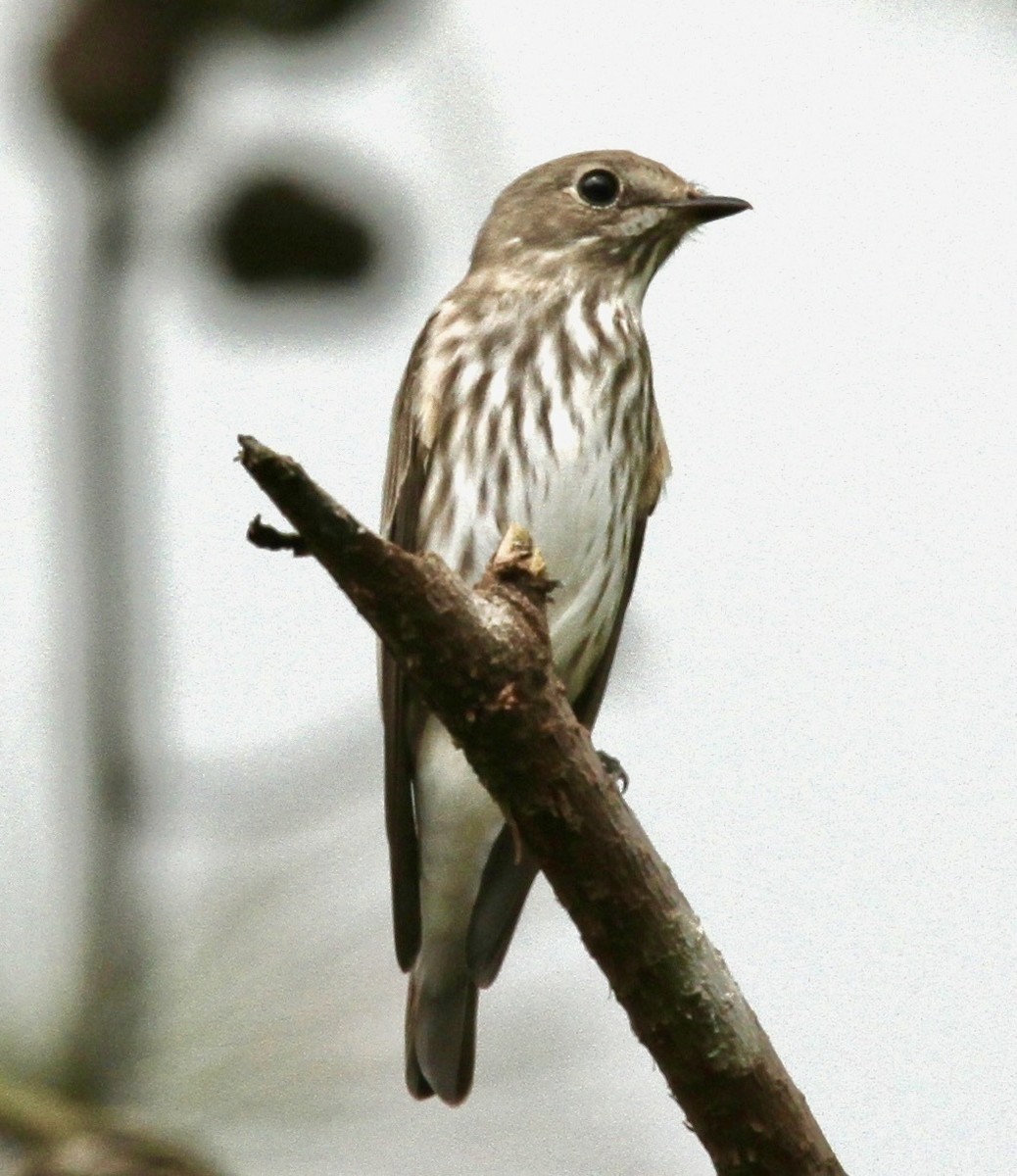 Gray-streaked Flycatcher - ML337707811