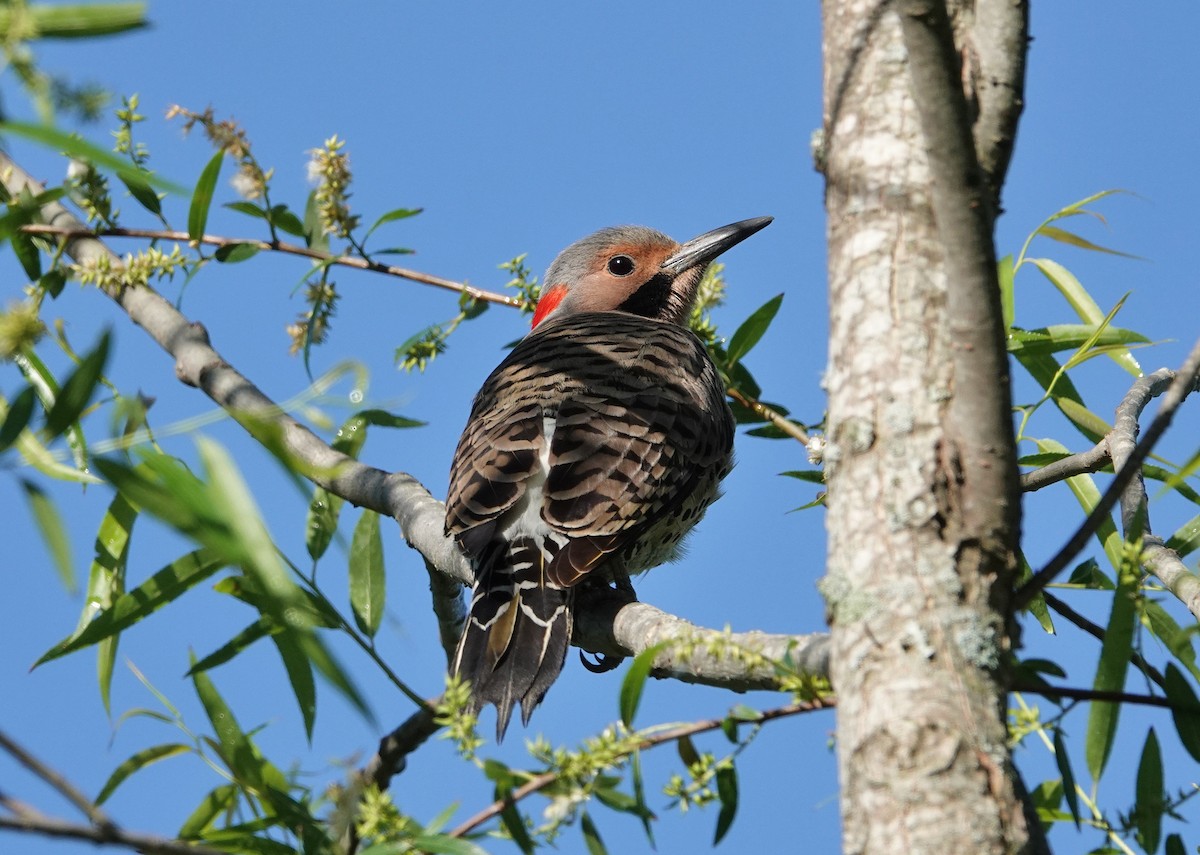 Northern Flicker - ML337707871