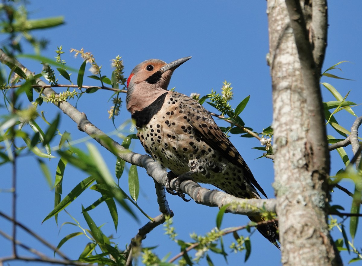 Northern Flicker - ML337707971