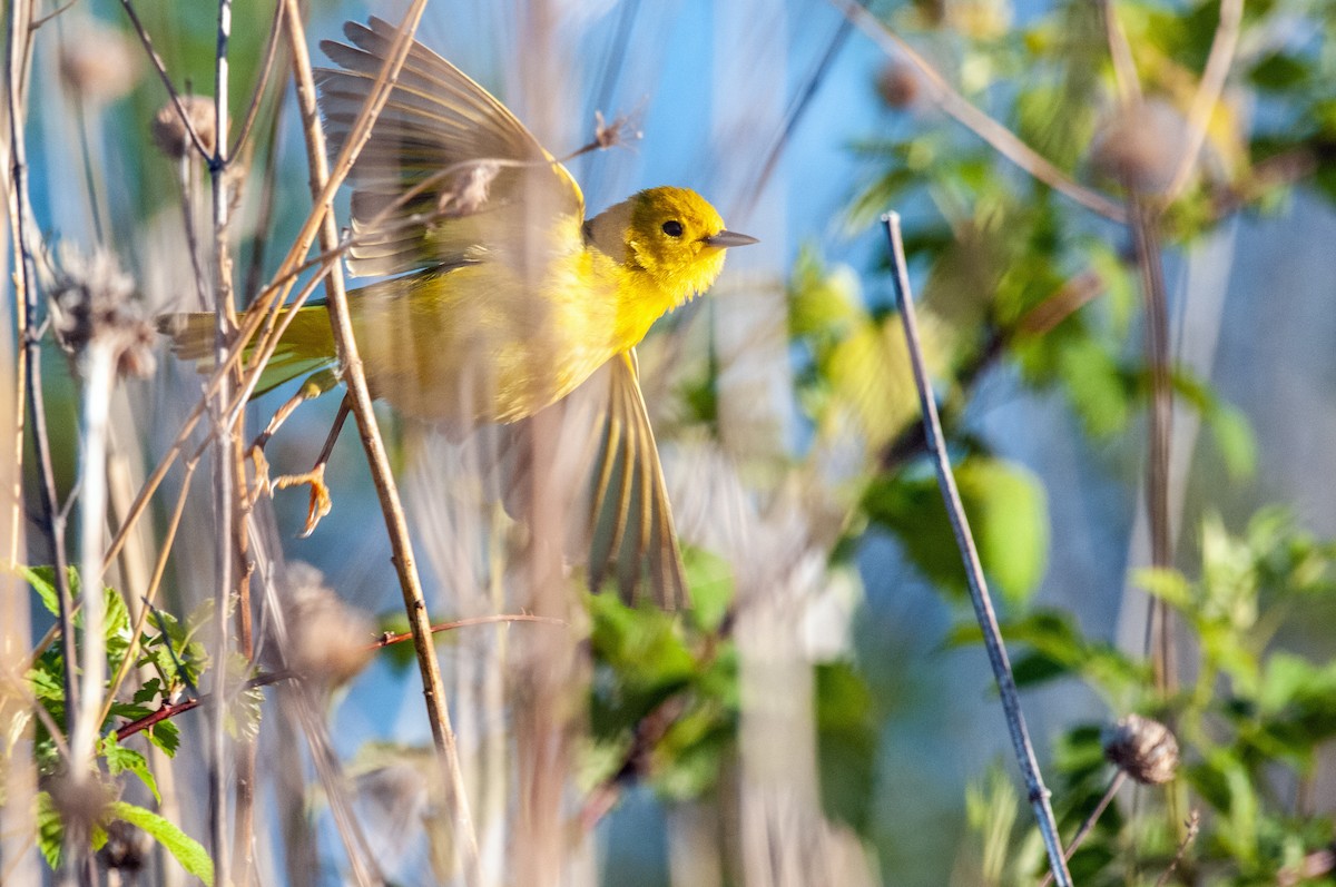 Yellow Warbler - ML337708491