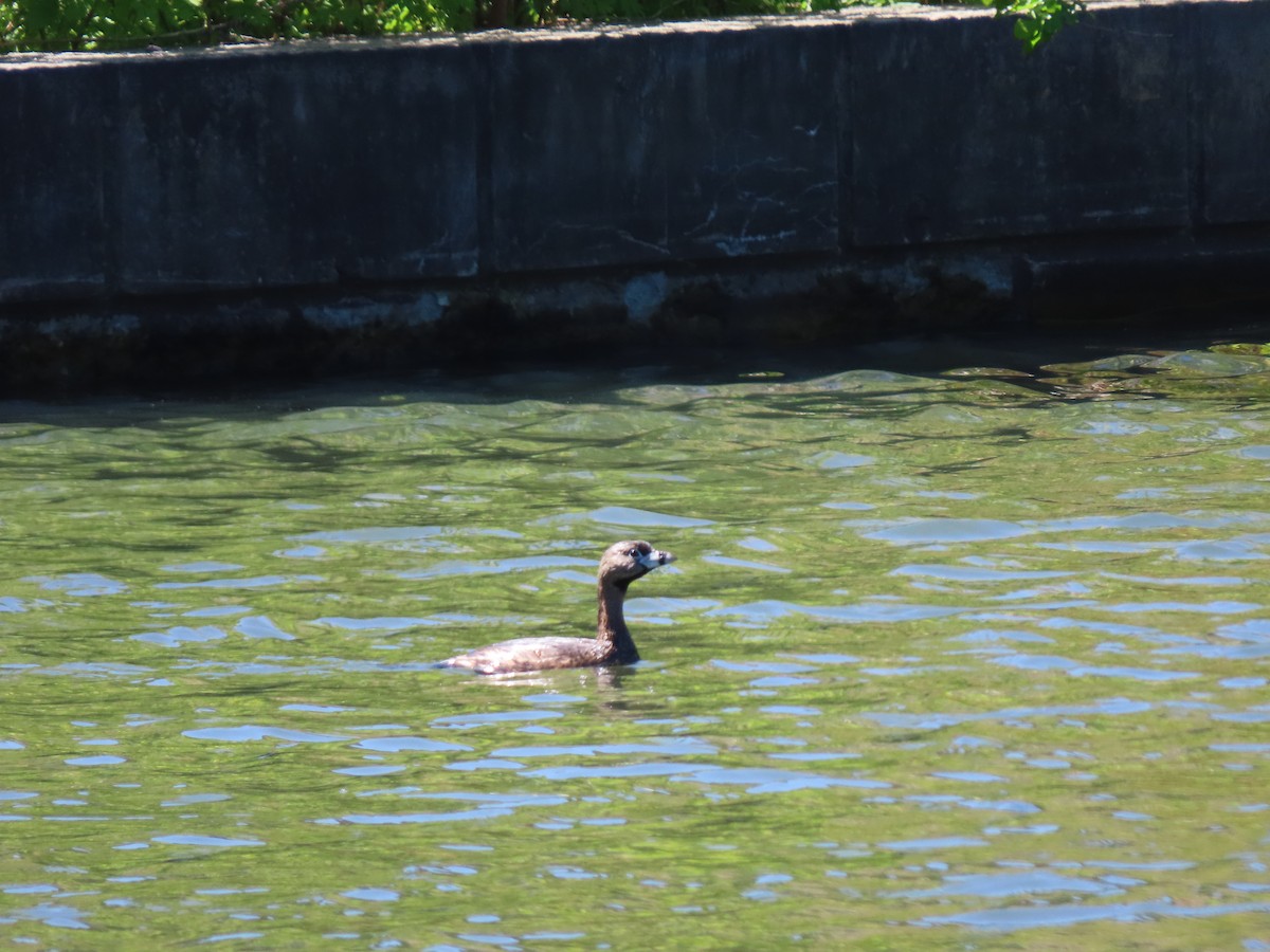 Pied-billed Grebe - Daisy Paul