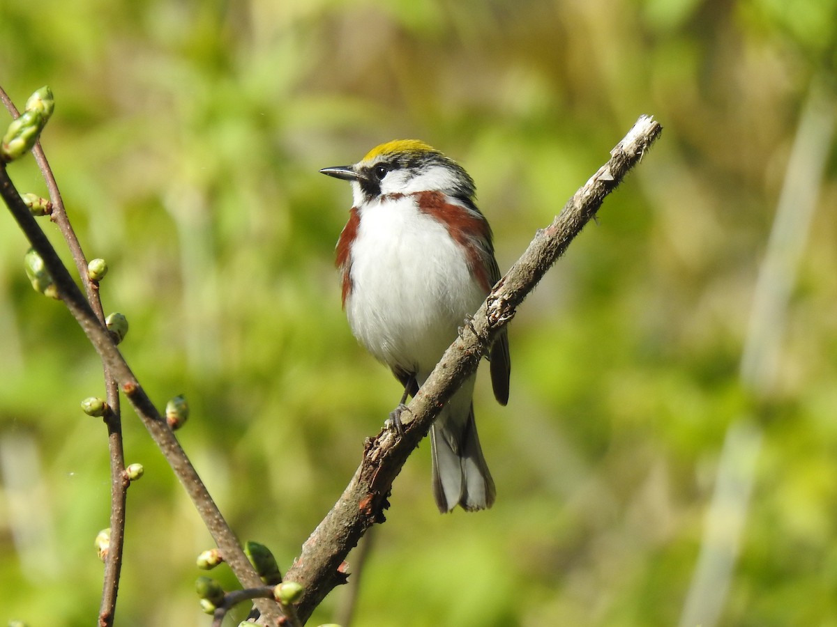 Chestnut-sided Warbler - ML337711771