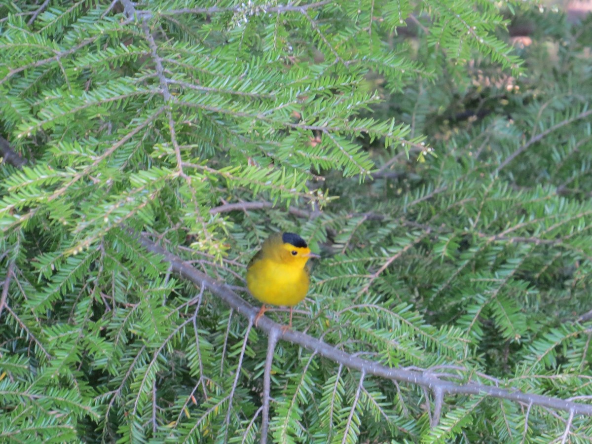 Wilson's Warbler - Rob Woodward