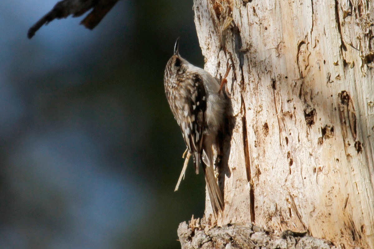 Brown Creeper - steve b