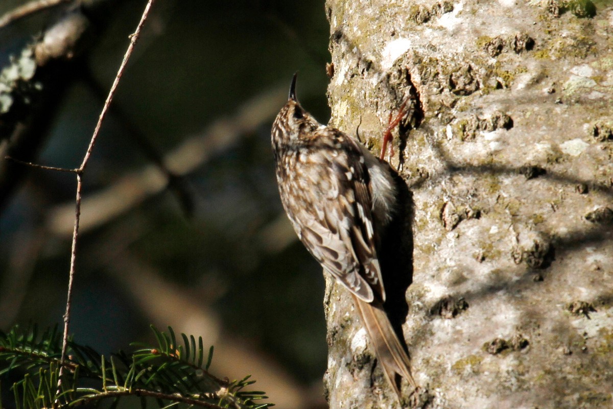 Brown Creeper - steve b